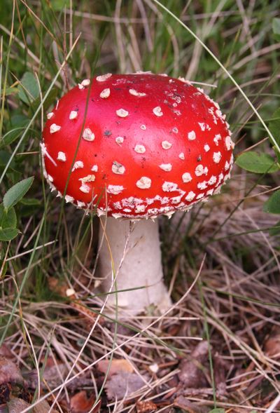 Bright red mushroom with white spots in the grass.