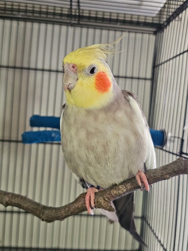 A cockatiel perched on a branch inside a cage.