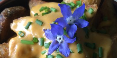 Nacho cheese dip with flowers