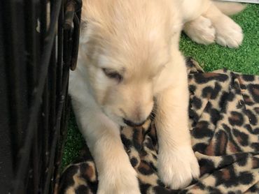 Goldendoodle Puppy