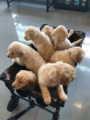 Goldendoodle Puppies