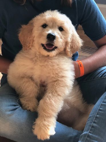 Goldendoodle Puppy