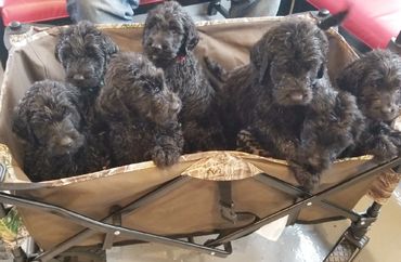 Goldendoodle Puppies in Wagon