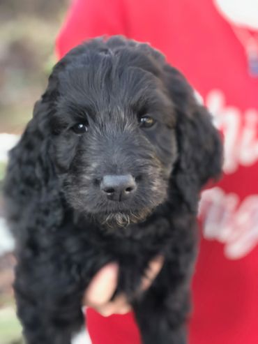 Goldendoodle Puppy