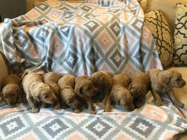 Moyen Poodle Puppies on Blanket