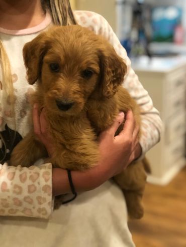 Golden Retriever Puppy