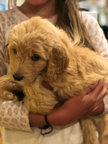 Goldendoodle Puppy