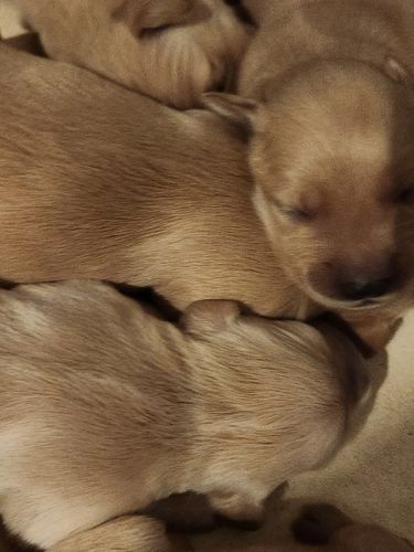 golden retriever puppies