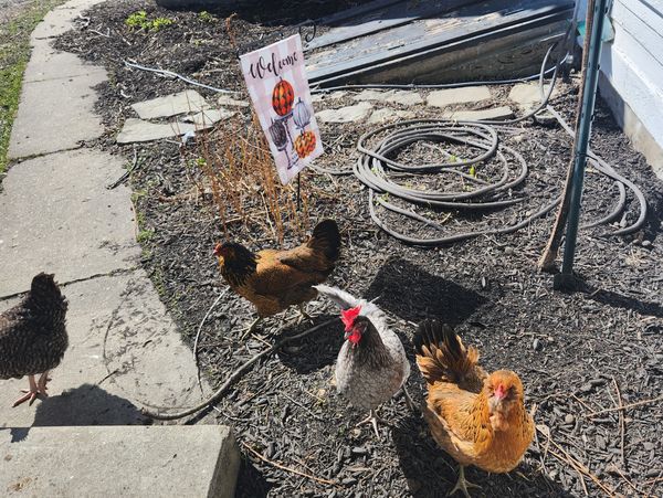 brooklea farms chickens 