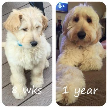 low shedding goldendoodle from Goldendoodle from Brooklea Beauties