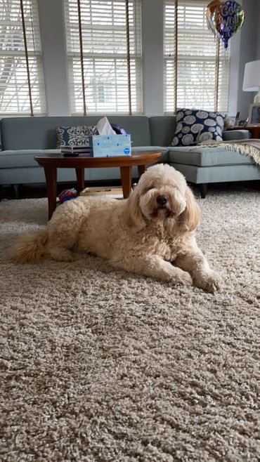 low shed goldendoodle Goldendoodle from Brooklea Beauties