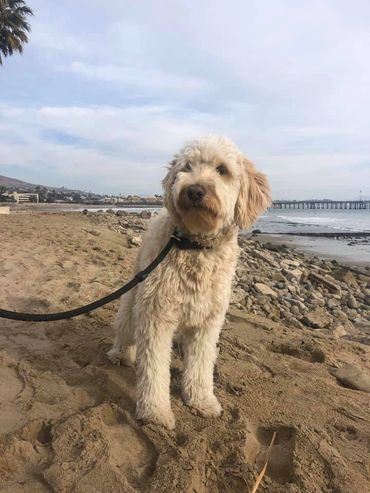 low shedding goldendoodle Goldendoodle from Brooklea Beauties