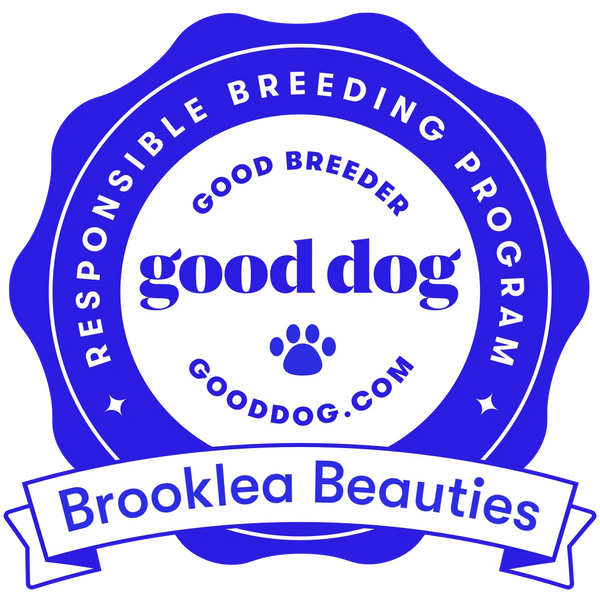 Good dog recognition - reputable goldendoodle breeder - best goldendoodle breeder - new york doodle 