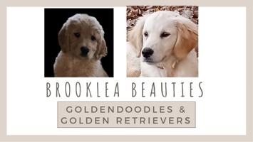 BROOKLEA BEAUTIES 
Goldendoodles & Goldens