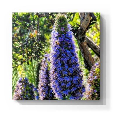 Kristen Thomasino, KT's Casebooks, Real Estate, Photography, Flowers, Social Good, Art, California