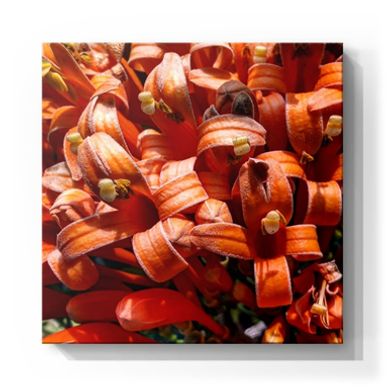 Kristen Thomasino, KT's Casebooks, Real Estate, Photography, Flowers, Social Good, Artist, Art
