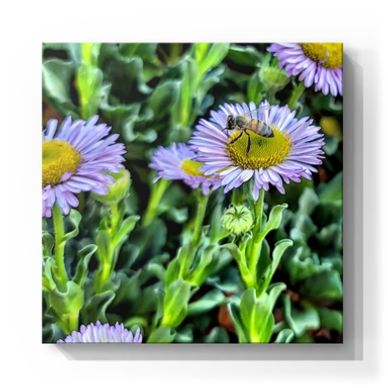 Kristen Thomasino, KT's Casebooks, Real Estate, Photography, Flowers, Social Good, Artist, Art