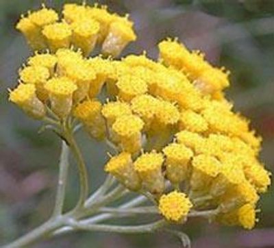 The coveted Helichrysum italicum essential oil from Corsica enhances skin healing benefits.