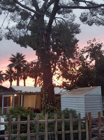 Sunset behind trees and backyard structures.