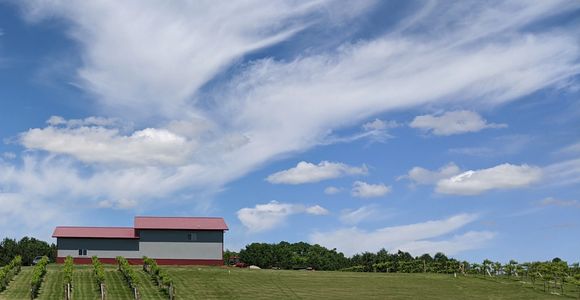 Sampson Valley Vineyard in the summer
