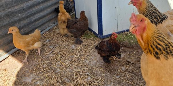 Chickens of different colors in a coop with straw-covered floor.