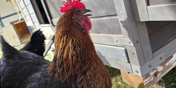 Close-up of a brown and black chicken near a wooden coop.