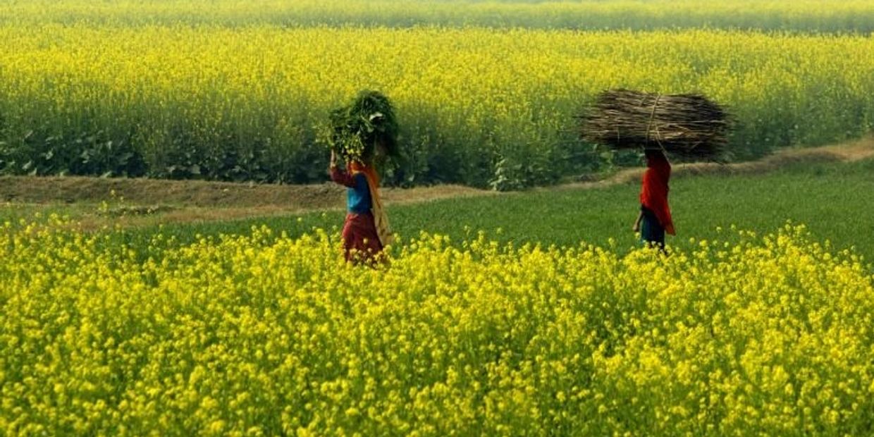 Two people carrying bundles through a yellow flowering field under natural light.