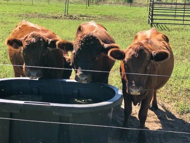 Three Dexter cows at water tank