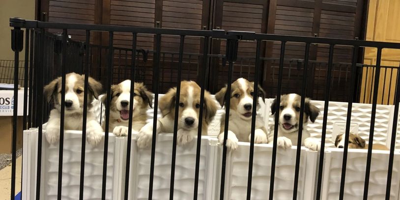 litter of Old Time Scotch Collie puppies peeking over pen wall