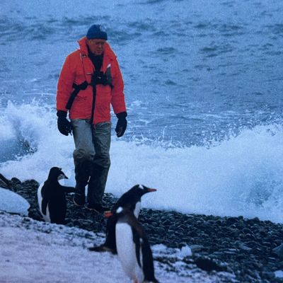 Nigel with Chinstrap Penguins, Antarctica