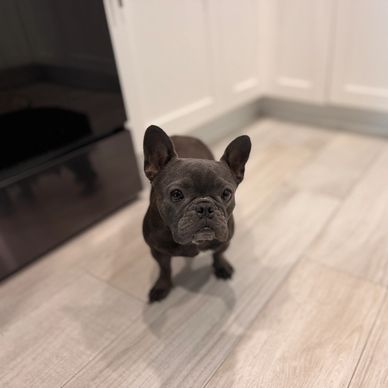 Happy French Bulldog standing in the kitchen.