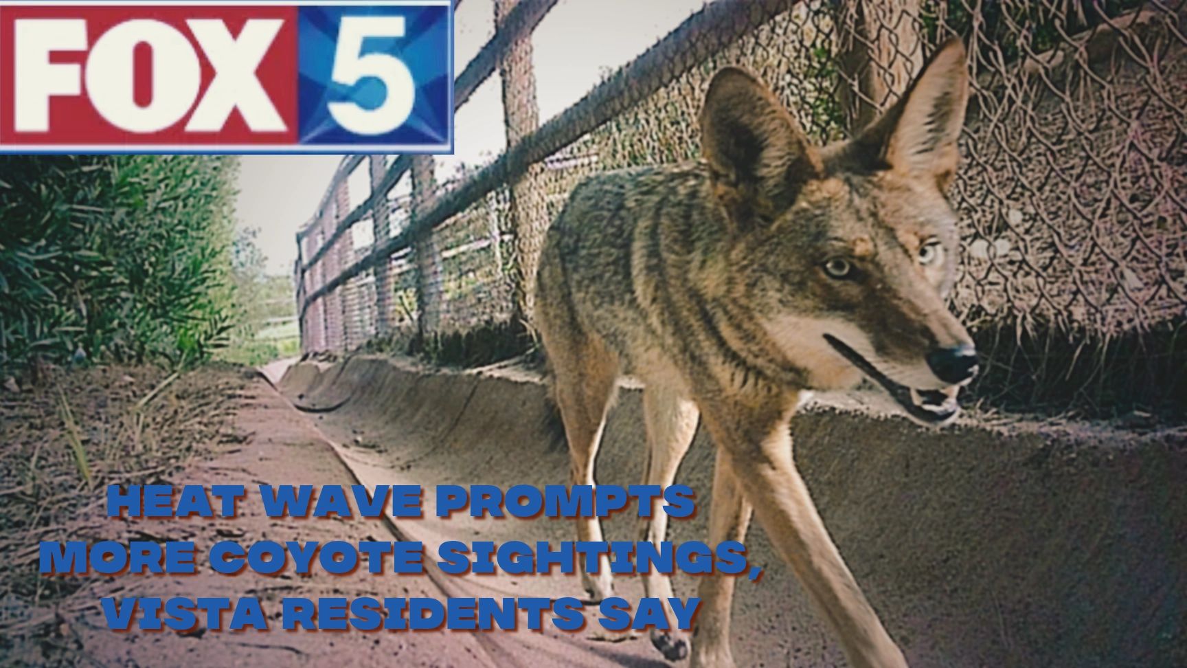 Thirsty Coyote walking down a dry storm drain near homes