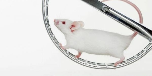 mouse running on a mouse exercise wheel