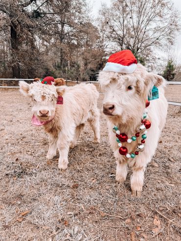 Cowboy & Ivy showing their Christmas spirit!