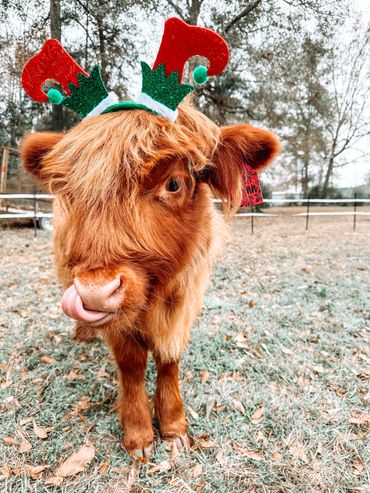 LeAnn is Santaβs little helper.