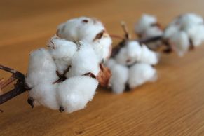 Organic cotton is a lot more eco friendly & grown without the use of harmful chemicals or pesticides