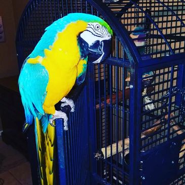 blue and gold macaw on parrot cage