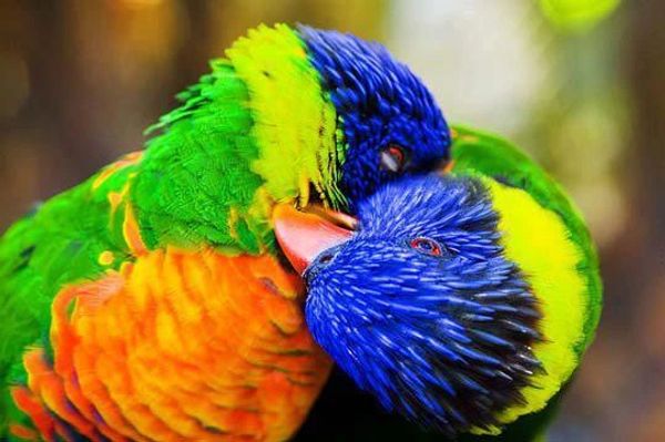 Two Lorikeet Parrots kissing