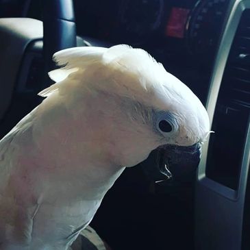 umbrella cockatoo in car