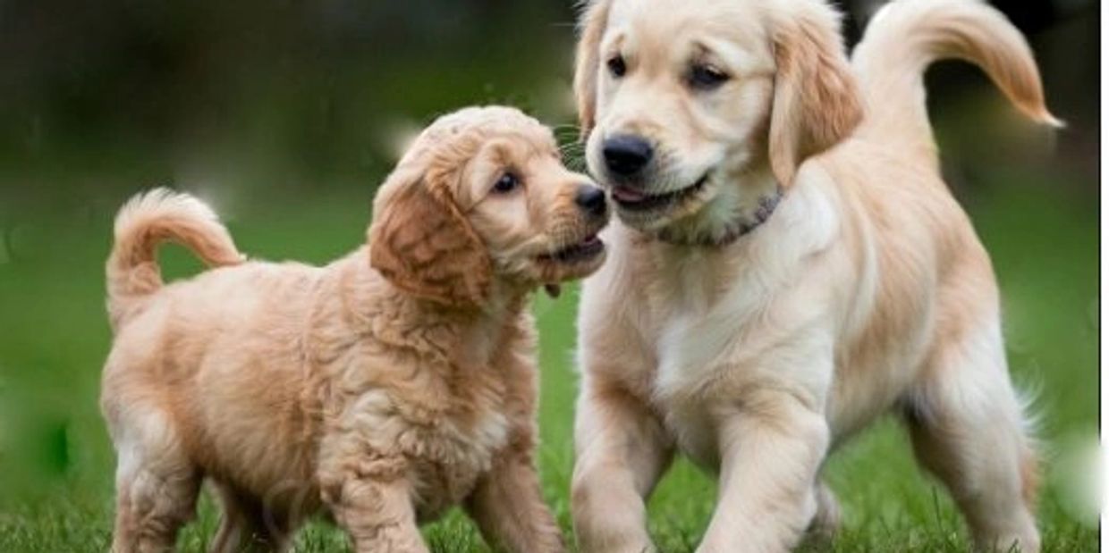 A golden retriever puppy and Poodle puppy playing together on grass.