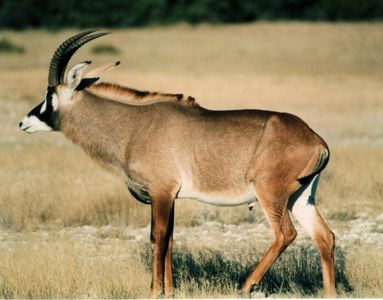 Roan Hunting South Africa