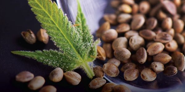 Hoja de marihuana con semillas de cannabis