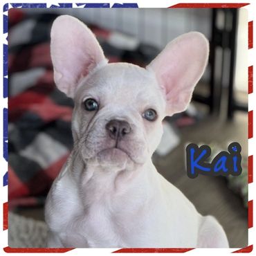 White dog relaxing on a cozy living room sofa.