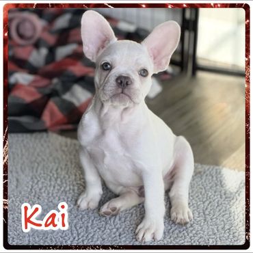 Cute white dog sitting comfortably on a gray couch.