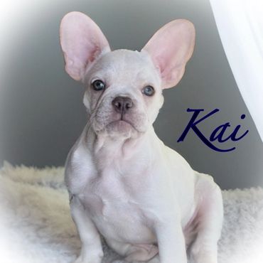 A white dog sitting on the sofa