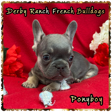 Champion DRF ponyboy Lilac Teeter, sorrel Yellowstone Quarter Horse.