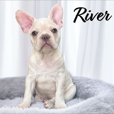 Small white dog on a modern sofa in a bright room.