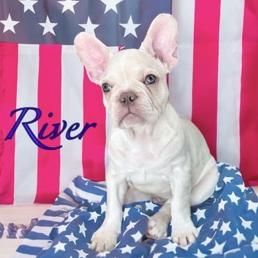 Adorable pet dog resting on a plush sofa indoors.