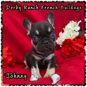 Beautiful sorrel mare with white blaze, DRF Lilac Teeter grazing.