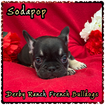 Champion bloodlines: DRF Lilac Teeter of Yellowstone's scenic ranch.